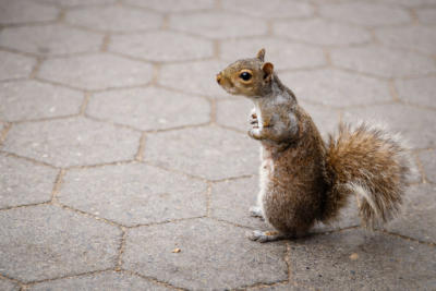 New York - Manhattan - Squirrel